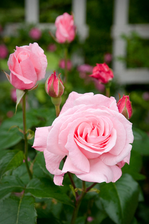 'Queen Elizabeth' Grandiflora Rose