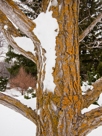 Ginko tree in winter