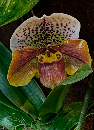 Orchids: Timeless Beauty