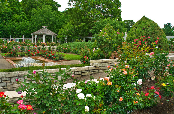 Rose garden Summer