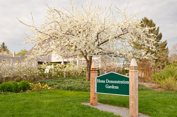 flowering Plum Tree