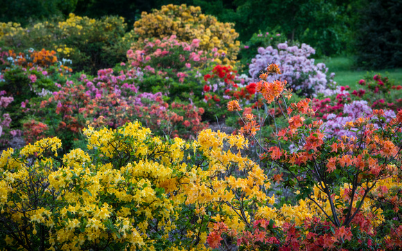 The Azalea Collection