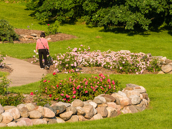 Visitor in Shrub Rose Garden