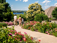 Rose Walk
