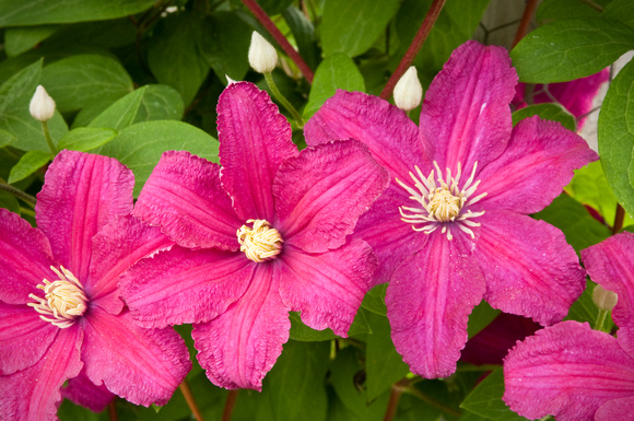 Scarlet Clematis