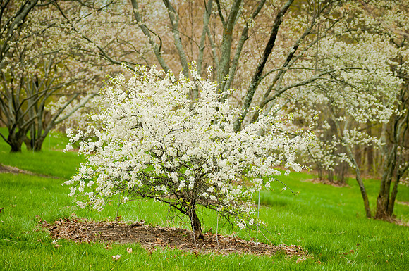 American plun in blossom