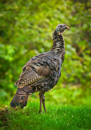 A Wild Turkey in the Lilac Collection