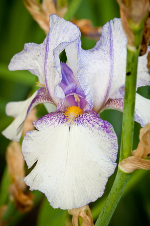Tall Bearded Iris