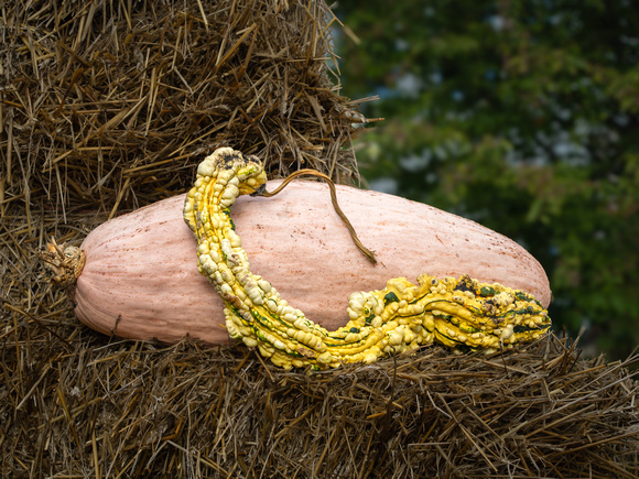 Fall Pumpkns Around the Arboretum