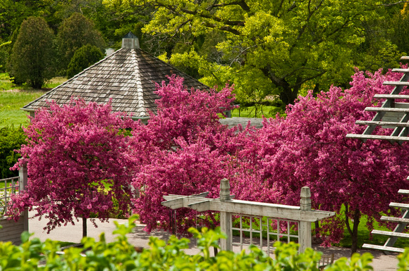 crabapple trees in Sensory Garden