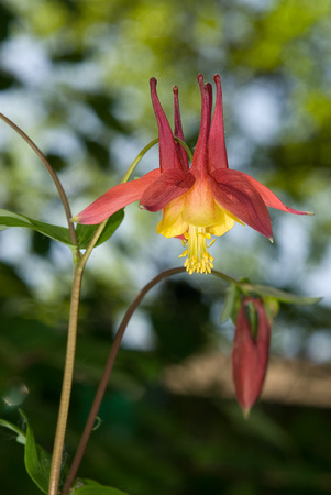 Columbine, Wildflower Garden