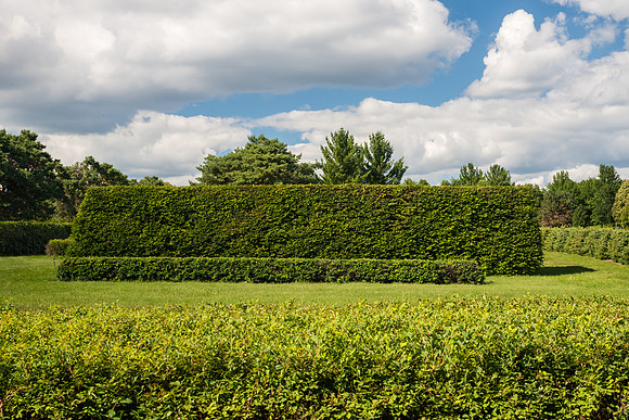 'Winged Burning Bush'  in Hedge Display