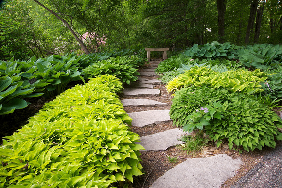 Path in Hosta