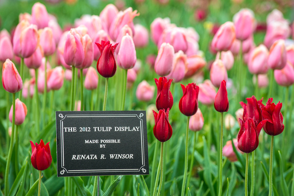 The 2012 Tulip Display
