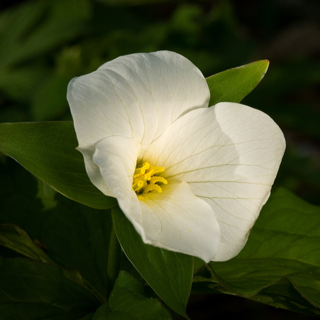 Large Flowered Trillium_The Wildflower Garden