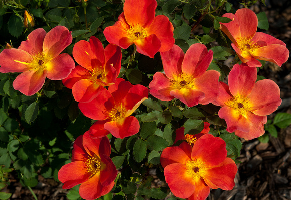 Austrian Copper Rose