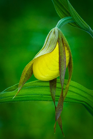 Large Yellow Lady Slipper emerging_The Wildflower Garden