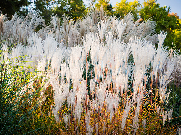 Japanese Silver Grass