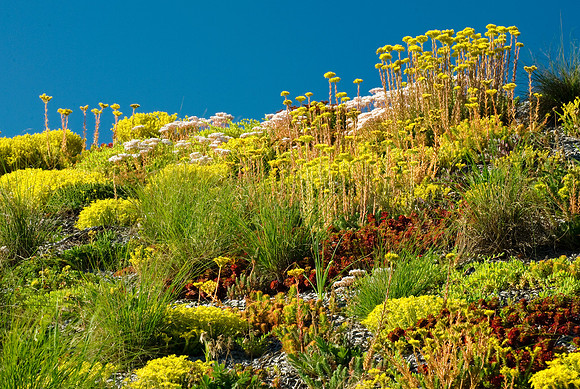 The Green Roof June 28th