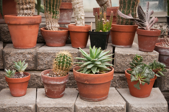Cactus