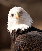 Raptor Class