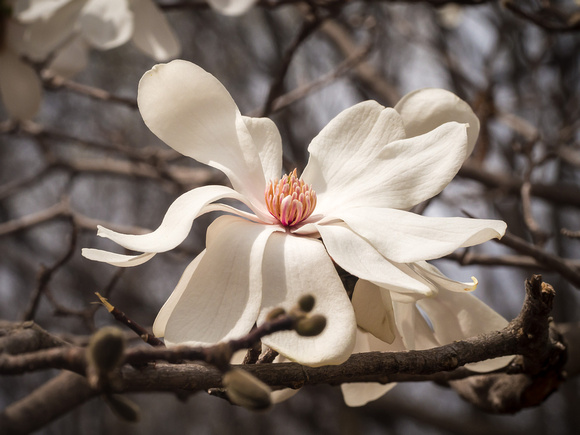 Magolia Blossom