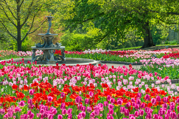 The 2012 Tulip Display
