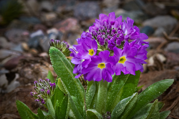 WIB 2010_DrumstickPrimrose_RockGarden