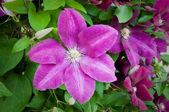 Clematis 'Rouge Cardinal' vine