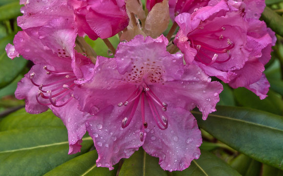 Rhododendron