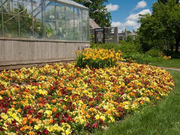 Pansy display