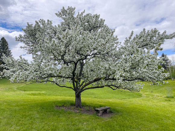 Crabapples_Todd Mulvihil_5384