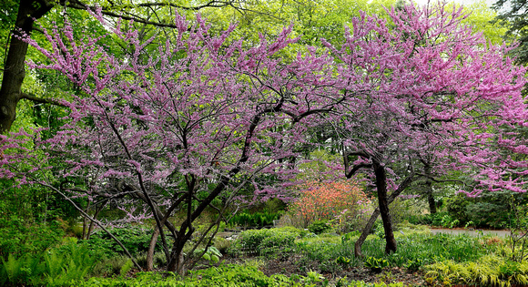 Spring Woodland Flowers 2022