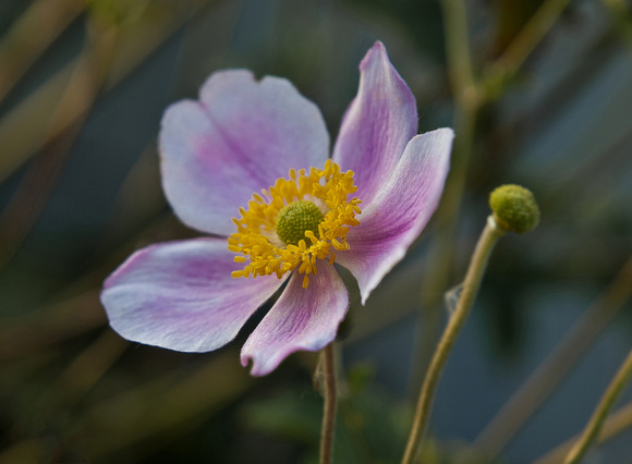 Grapeleaf Anemone