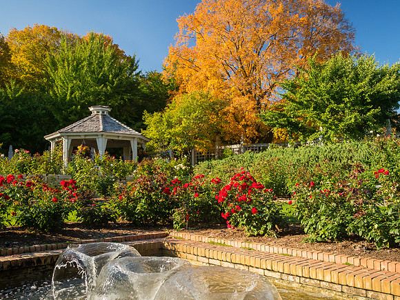 Rose Garden in the Fall