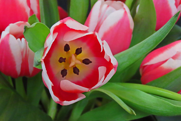 2025 Spring Flower Show