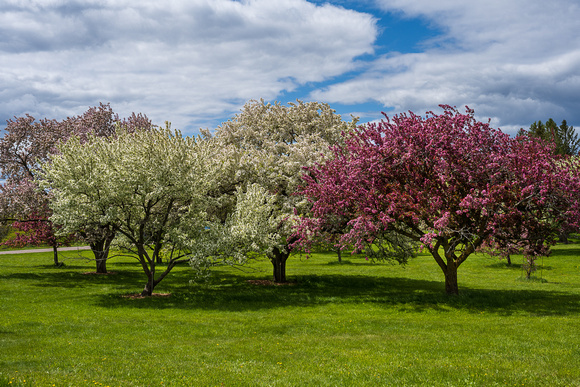 Crabapples_Todd Mulvihil_0157