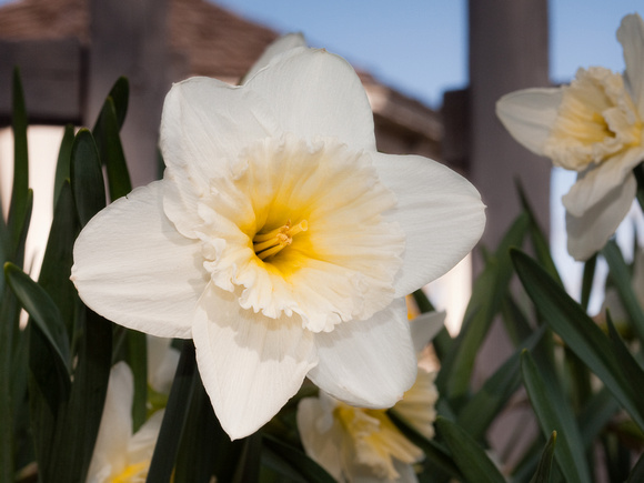 daffodil