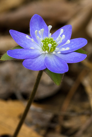 WIB 2010,Hepatica, Wildflower Garden