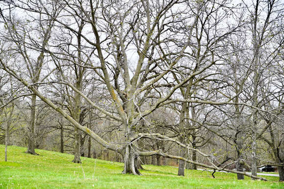 ArborDayOakandNutCollection2024_BonnieRonning.01