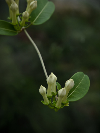 Stephenotis Buds