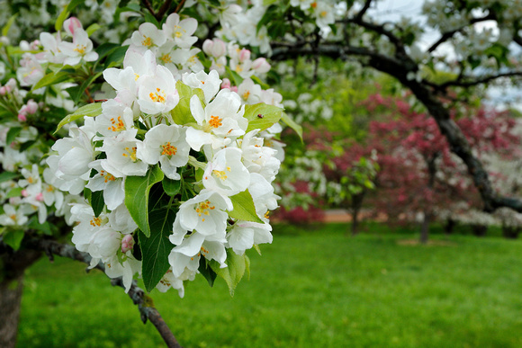 Spring Flowering Crab Apple Trees 2022