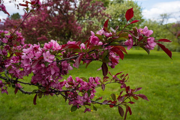 Crabapples_Todd Mulvihil_0170