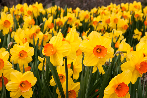 daffodils