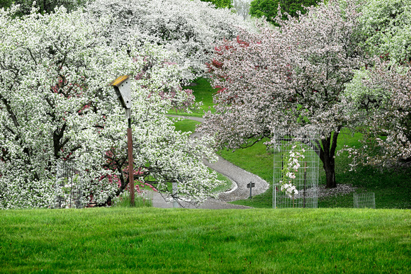 Spring Flowering Crab Apple Trees 2022