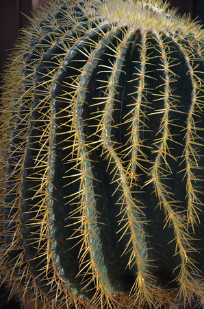 Cactus