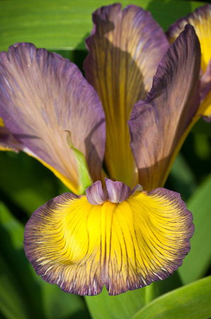 Japanese Roof Iris