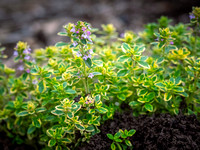 Food & Wine Class: Grow. Harvest. Eat Shades of Summer Salad (REQUEST-26)