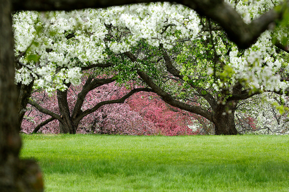 Spring Flowering Crab Apple Trees 2022