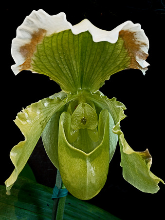 Orchids: Timeless Beauty